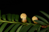Taxus baccata 'Fastigiata' RCP2-11 6.jpg